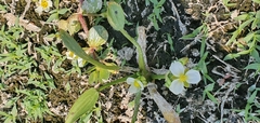 Sagittaria sanfordii