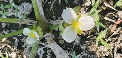 Sagittaria sanfordii