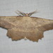 Euchlaena Moths - Photo (c) Kent Miller, some rights reserved (CC BY-ND), uploaded by Kent Miller