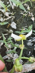 Sagittaria sanfordii