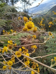 Espeletia boyacensis