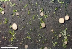 Pyrenopeziza personata