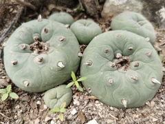 Lophophora diffusa