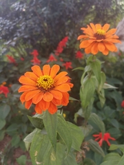 Zinnia elegans