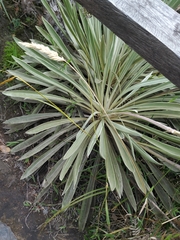 Espeletia boyacensis