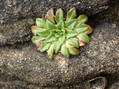 Plantago triantha