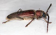 Africophanes amicus