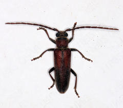 Africophanes amicus
