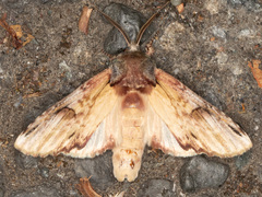 Ianassa pallida