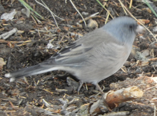 Dark-eyed Junco photographed in Wyoming