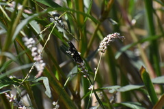 Chlosyne lacinia crocale