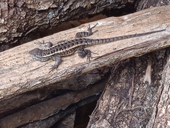 Sceloporus variabilis