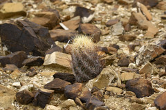Thelocactus bicolor