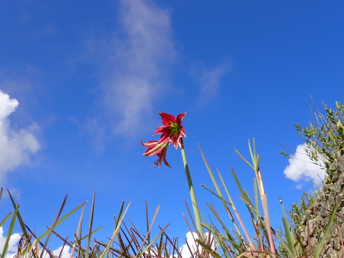 Hippeastrum machupijchense, photograph 6