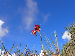 Hippeastrum machupijchense, photograph (c) Skjold Søndergaard, some rights reserved (CC BY)