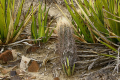 Thelocactus bicolor