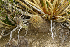 Thelocactus bicolor