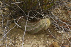 Thelocactus bicolor