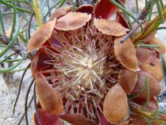 Protea subulifolia