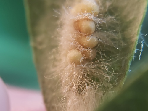 Druon quercuslanigerum photo 3