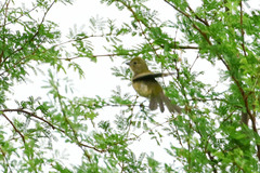 Passerina versicolor