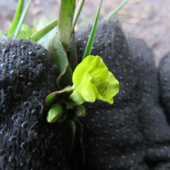 Oenothera multicaulis