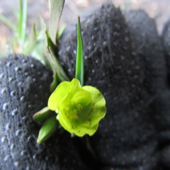 Oenothera multicaulis