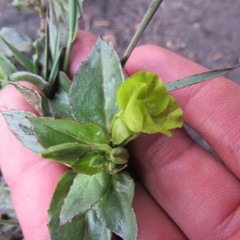 Oenothera multicaulis