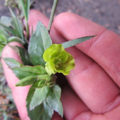 Oenothera multicaulis