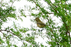 Passerina versicolor