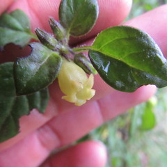 Salpichroa tristis