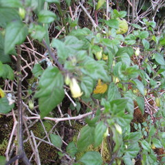 Salpichroa tristis