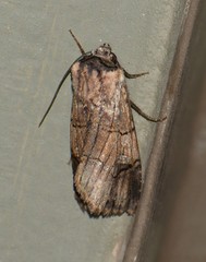Dichagyris grotei