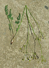 Afrosciadium caffrum
