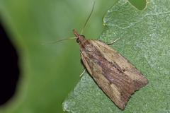 Planotortrix notophaea