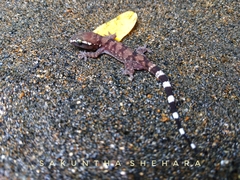 Hemidactylus depressus