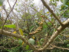 Antidesma venosum