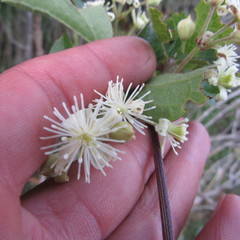 Clematis haenkeana