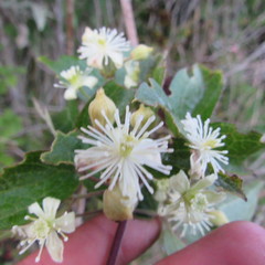 Clematis haenkeana