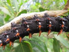 Antidesma venosum