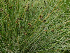 Cyperus niger