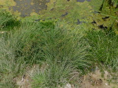 Cyperus niger