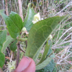 Clematis haenkeana