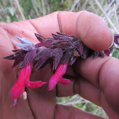 Salvia nubigena