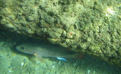 Lutjanus argentimaculatus