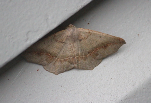 Prochoerodes forficaria photo 3
