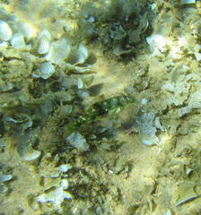 Halichoeres nebulosus