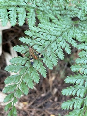 Panorpa japonica