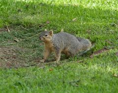 Sciurus niger