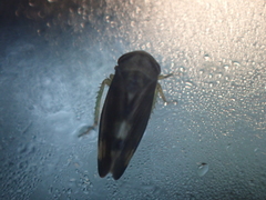 Pediopsoides distinctus